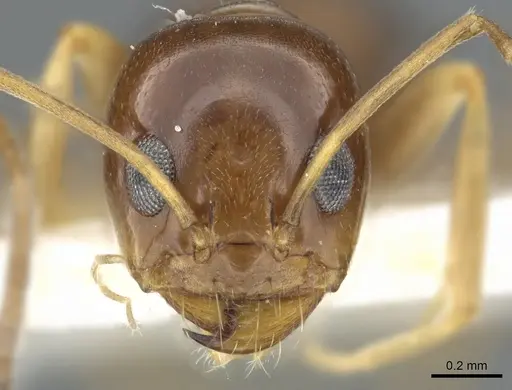 Dorymyrmex lipan specimen CASENT0902984 image casent0902984_2
