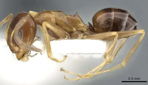 Dorymyrmex lipan specimen CASENT0902984 image casent0902984_3