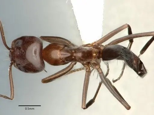 Dorymyrmex medeis specimen CASENT0841122 image casent0841122_1