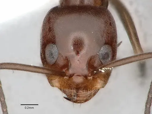 Dorymyrmex medeis specimen CASENT0841122 image casent0841122_2