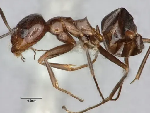 Dorymyrmex medeis specimen CASENT0841122 image casent0841122_3