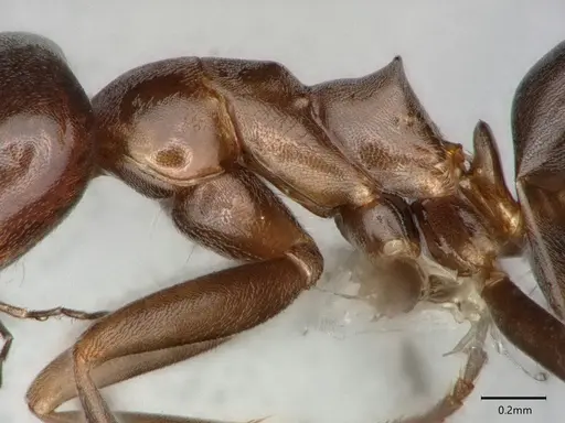 Dorymyrmex medeis specimen CASENT0841122 image casent0841122_4