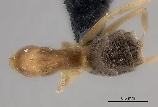 Dorymyrmex minutus specimen CASENT0217409 image casent0217409_1