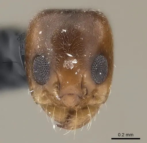 Dorymyrmex minutus specimen CASENT0217409 image casent0217409_2