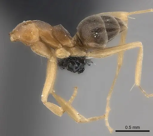 Dorymyrmex minutus specimen CASENT0217409 image casent0217409_3