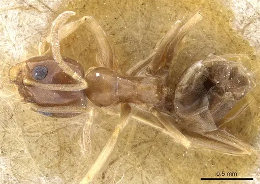 Dorymyrmex minutus specimen CASENT0905112 image casent0905112_1