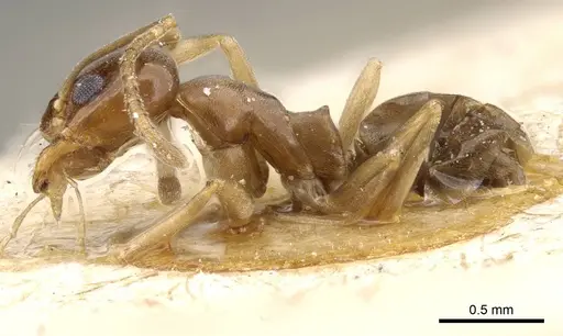 Dorymyrmex minutus specimen CASENT0905112 image casent0905112_3