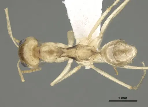 Dorymyrmex morenoi specimen CASENT0249687 image casent0249687_1