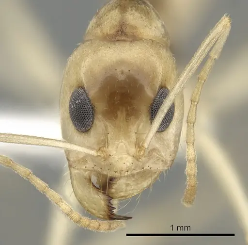 Dorymyrmex morenoi specimen CASENT0249687 image casent0249687_2
