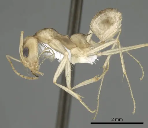 Dorymyrmex morenoi specimen CASENT0249687 image casent0249687_3