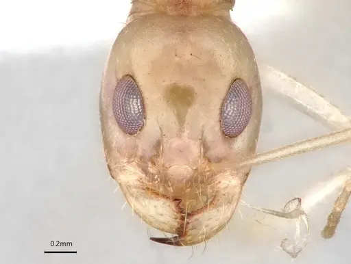Dorymyrmex morenoi specimen CASENT0841495 image casent0841495_1