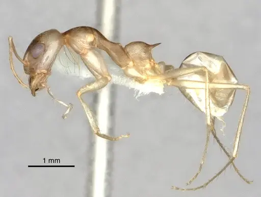 Dorymyrmex morenoi specimen CASENT0841495 image casent0841495_2