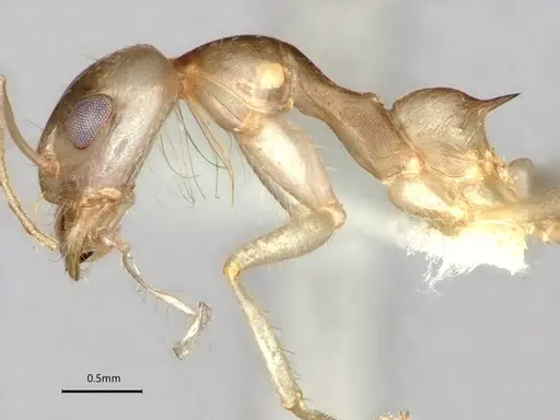 Dorymyrmex morenoi specimen CASENT0841495 image casent0841495_3