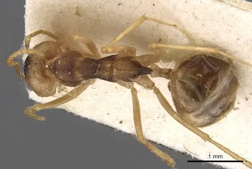 Dorymyrmex morenoi specimen CASENT0909728 image casent0909728_1