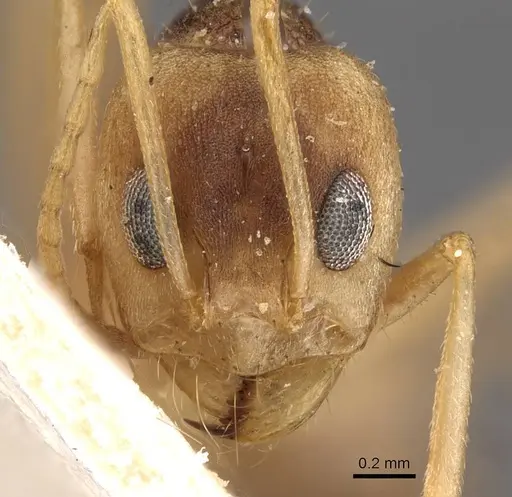 Dorymyrmex morenoi specimen CASENT0909728 image casent0909728_2