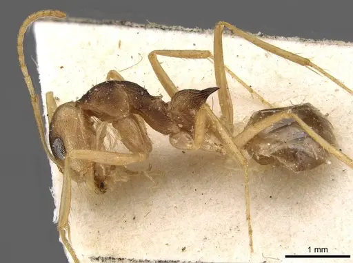 Dorymyrmex morenoi specimen CASENT0909728 image casent0909728_3