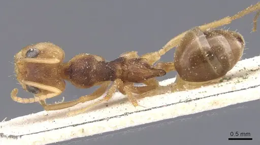 Dorymyrmex morenoi specimen CASENT0911544 image casent0911544_1