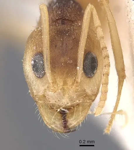 Dorymyrmex morenoi specimen CASENT0911544 image casent0911544_2