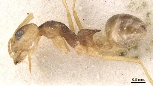 Dorymyrmex morenoi specimen CASENT0911544 image casent0911544_3