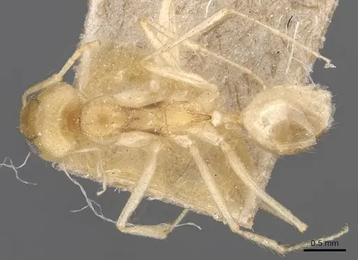 Dorymyrmex morenoi specimen CASENT0911545 image casent0911545_1