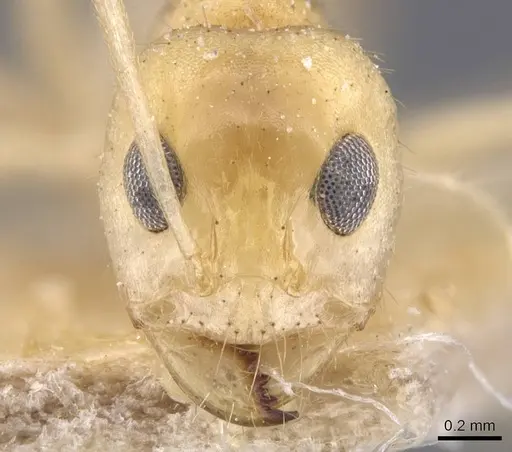 Dorymyrmex morenoi specimen CASENT0911545 image casent0911545_2