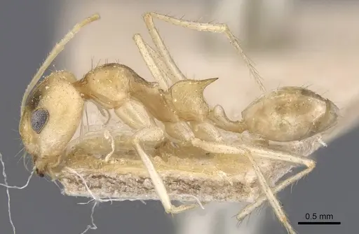 Dorymyrmex morenoi specimen CASENT0911545 image casent0911545_3