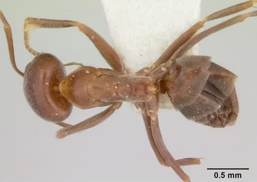 Dorymyrmex paiute specimen CASENT0103441 image casent0103441_1