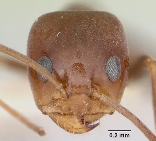 Dorymyrmex paiute specimen CASENT0103441 image casent0103441_2