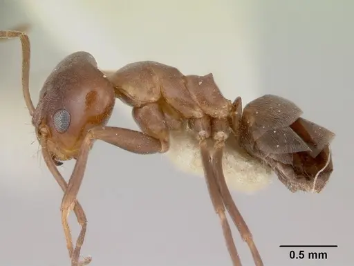 Dorymyrmex paiute specimen CASENT0103441 image casent0103441_3