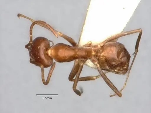 Dorymyrmex paiute specimen CASENT0841358 image casent0841358_1