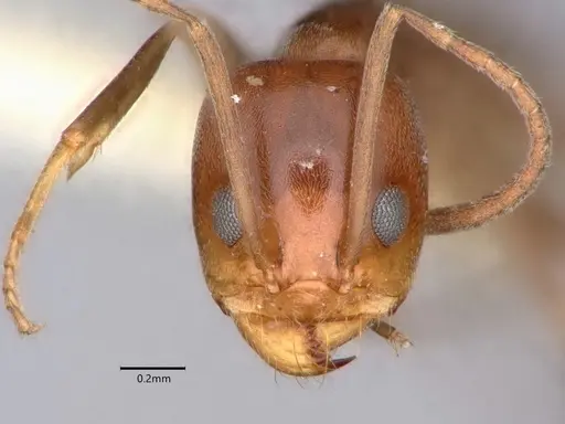 Dorymyrmex paiute specimen CASENT0841358 image casent0841358_2