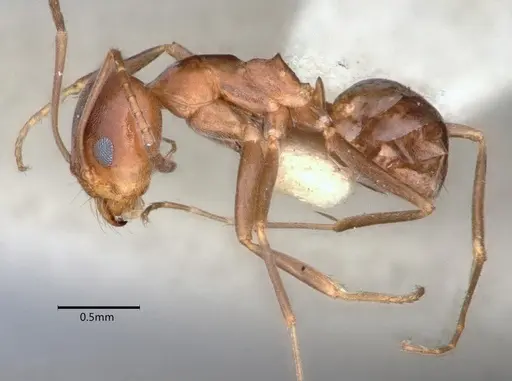 Dorymyrmex paiute specimen CASENT0841358 image casent0841358_3