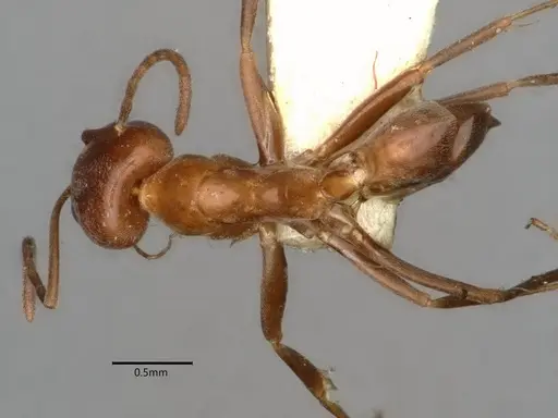 Dorymyrmex paiute specimen CASENT0841363 image casent0841363_1