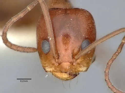 Dorymyrmex paiute specimen CASENT0841363 image casent0841363_2