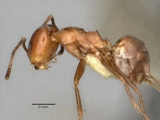 Dorymyrmex paiute specimen CASENT0841363 image casent0841363_3