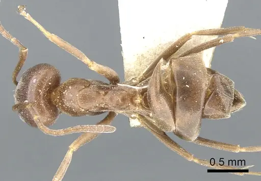 Dorymyrmex paiute specimen CASENT0902985 image casent0902985_1