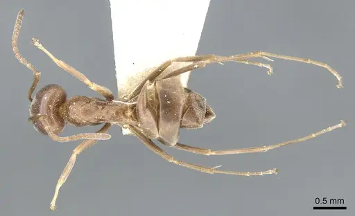 Dorymyrmex paiute specimen CASENT0902985 image casent0902985_2