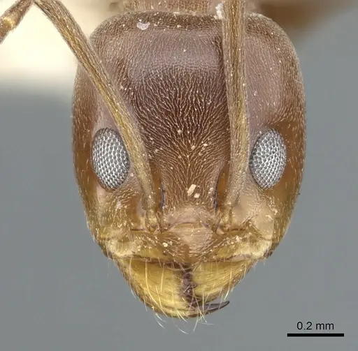 Dorymyrmex paiute specimen CASENT0902985 image casent0902985_3
