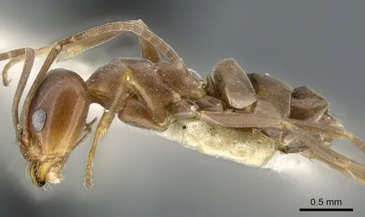 Dorymyrmex paiute specimen CASENT0902985 image casent0902985_4