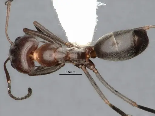 Dorymyrmex paiute specimen CASENT4031324 image casent4031324_1