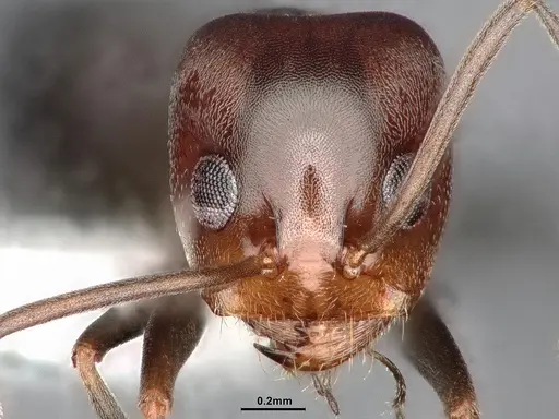 Dorymyrmex paiute specimen CASENT4031324 image casent4031324_2