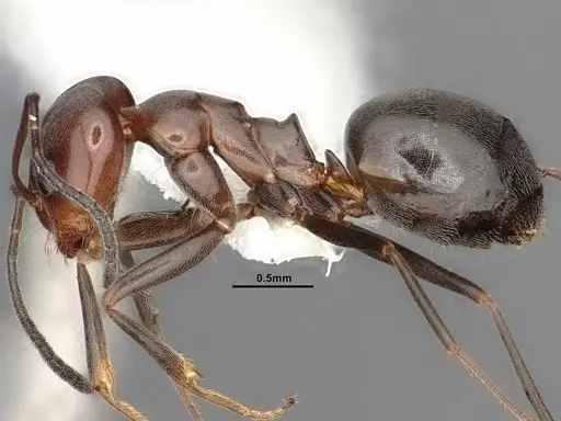 Dorymyrmex paiute specimen CASENT4031324 image casent4031324_3