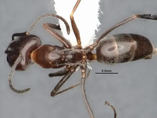 Dorymyrmex paiute specimen CASENT4031331 image casent4031331_1