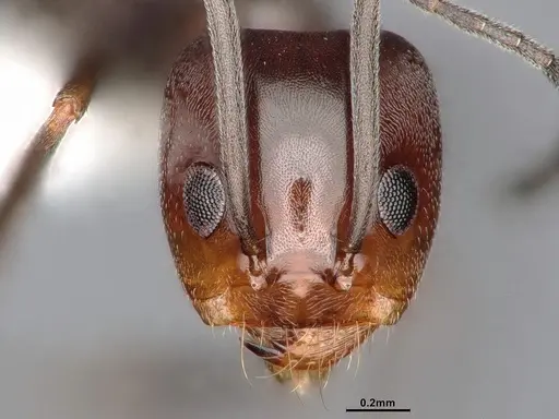 Dorymyrmex paiute specimen CASENT4031331 image casent4031331_2
