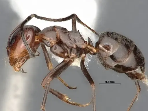Dorymyrmex paiute specimen CASENT4031331 image casent4031331_4