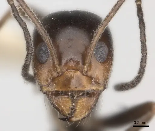 Dorymyrmex pappodes specimen CASENT0217410 image casent0217410_2