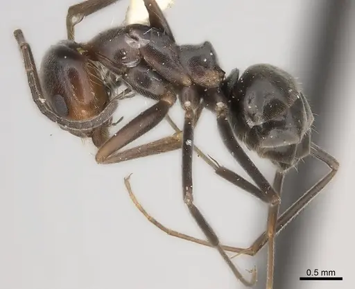 Dorymyrmex pappodes specimen CASENT0217410 image casent0217410_3