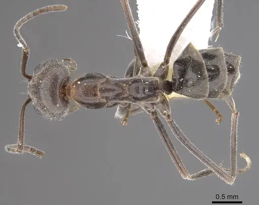 Dorymyrmex pappodes specimen CASENT0911152 image casent0911152_1