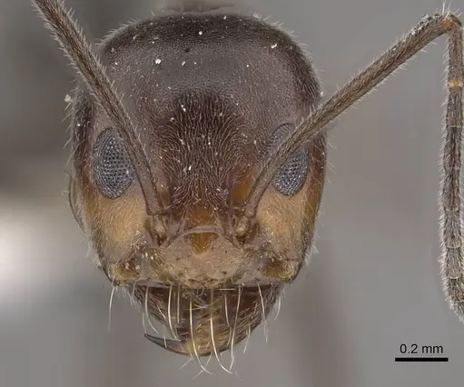 Dorymyrmex pappodes specimen CASENT0911152 image casent0911152_2