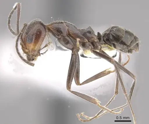Dorymyrmex pappodes specimen CASENT0911152 image casent0911152_3